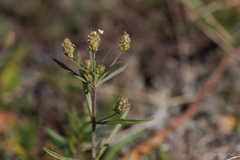 Plantago afra