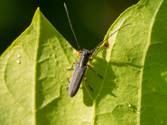 Phytoecia icterica