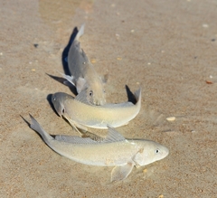 Menticirrhus littoralis