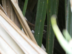 Anolis extremus