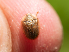 Hypocassida subferruginea