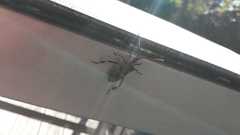 Leptoglossus occidentalis