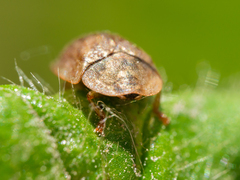Hypocassida subferruginea