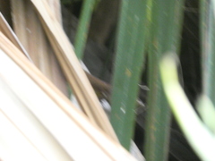 Anolis extremus