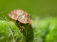 Hypocassida subferruginea