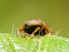 Hypocassida subferruginea