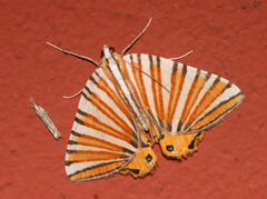 Pityeja histrionaria
