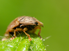 Hypocassida subferruginea