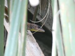 Anolis extremus