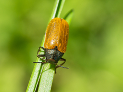 Labidostomis longimana