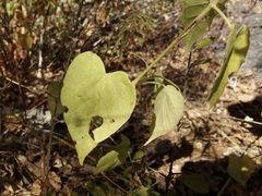 Mirabilis triflora