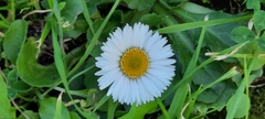 Bellis perennis