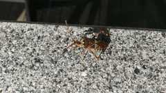 Leptoglossus occidentalis