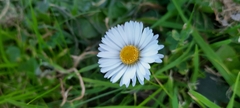 Bellis perennis