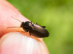 Poecilus versicolor