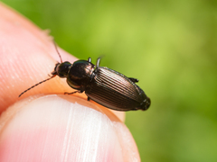 Poecilus versicolor