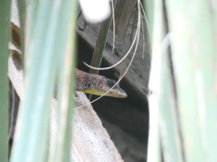 Anolis extremus
