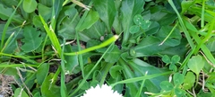 Bellis perennis