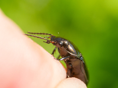 Poecilus versicolor