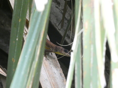 Anolis extremus
