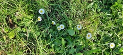 Bellis perennis