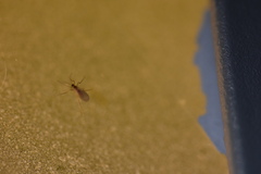 Sciaroidea