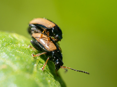 Phyllotreta armoraciae