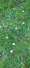 Bellis perennis