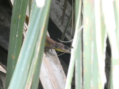 Anolis extremus
