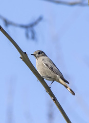 Phoenicurus ochruros