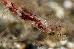 Acentronura breviperula