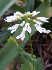 Cardamine bulbosa