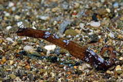 Acentronura breviperula