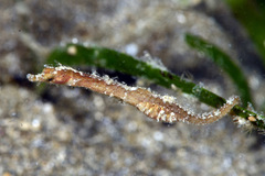 Acentronura breviperula