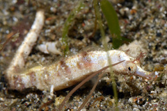 Acentronura breviperula