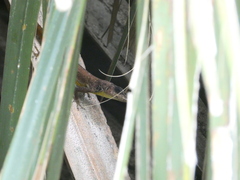Anolis extremus