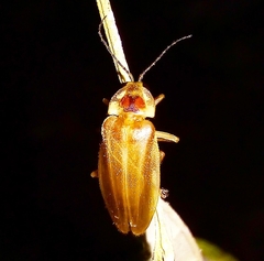 Photurinae