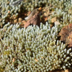 Bryum argenteum