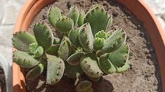 Cotyledon tomentosa