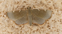 Hypsopygia fulvocilialis