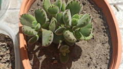 Cotyledon tomentosa