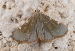 Hypsopygia fulvocilialis