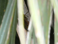 Anolis extremus