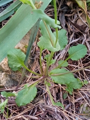 Cardamine bulbosa