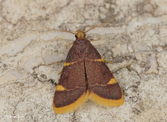 Hypsopygia costalis