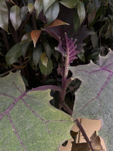 Solanum quitoense