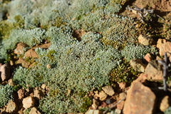 Bryum argenteum