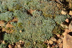 Bryum argenteum