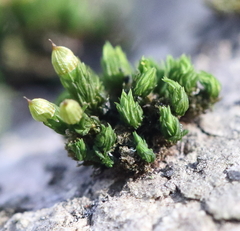 Orthotrichaceae