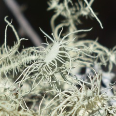 Usnea intermedia